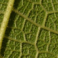 Ficus exasperata Vahl